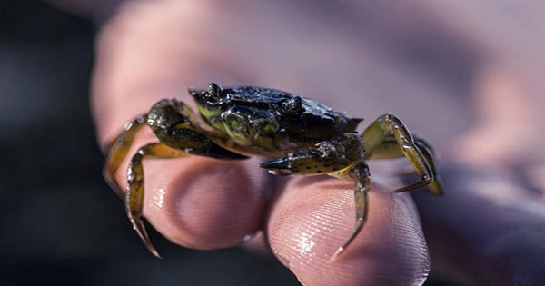 Teeny Tiny Crab Is the World’s Smallest Remote-Controlled Walking Robot