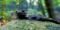 Watch Skydiving Salamanders Use Their Gnarly Skills to Survive Leaping From Redwoods