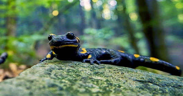 Watch Skydiving Salamanders Use Their Gnarly Skills to Survive Leaping From Redwoods