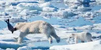 A New Population of Polar Bears Discovered With Unusual Hunting Behavior