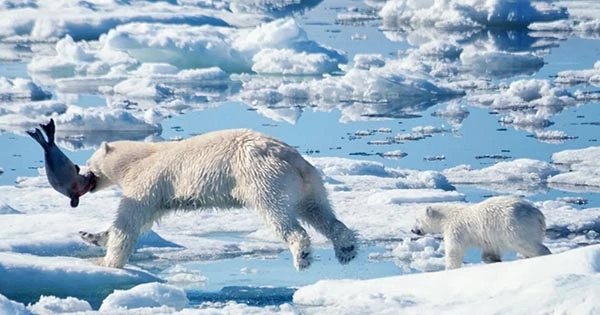A New Population of Polar Bears Discovered With Unusual Hunting Behavior