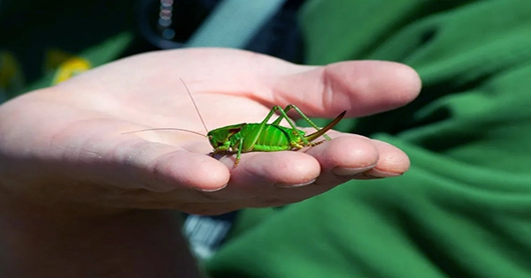 Biblical Swarms of Cannibalistic Mormon Crickets Cause Havoc in Oregon