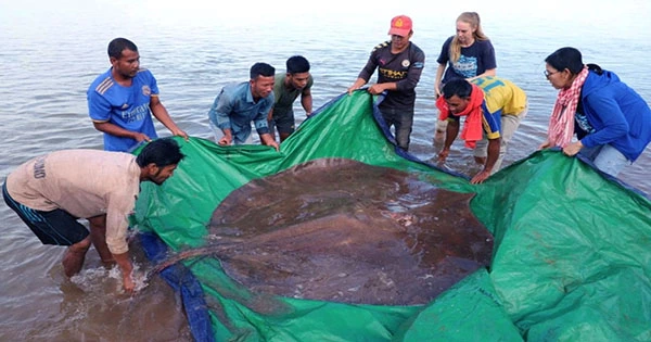 Biggest Freshwater Fish Ever Recorded Found In Cambodia’s Mekong River