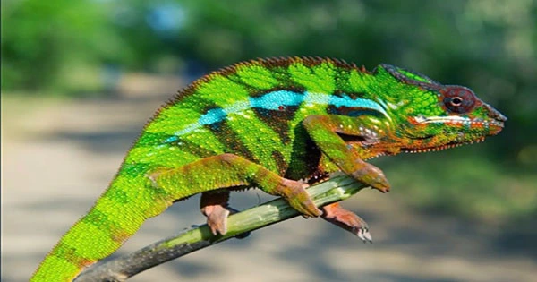 Fifth Force’s Investigation Into The Mysterious “Chameleon” Indicates It Isn’t Actually There