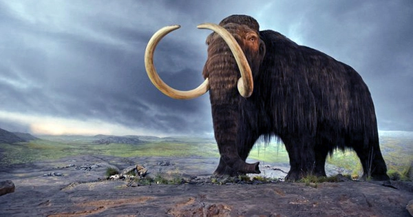Extinct Species’ Mating Migrations Revealed For First Time Thanks To Brawling Mastodon