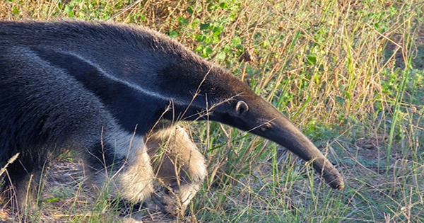 First Giant Anteater Diagnosed With Diabetes Fitted With Device Used By Humans