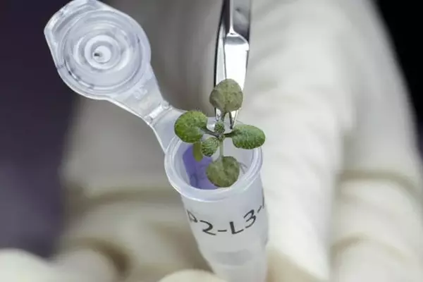 For-the-First-Time-Scientists-have-Grown-Plants-in-Lunar-Soil-1