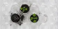 For the First Time, Scientists have Grown Plants in Lunar Soil