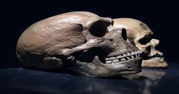 Fossil Skulls May Reveal When And Where Neanderthals And Modern Humans Mated