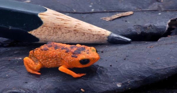 Ancient Amphibian “Death Ditch” Could Have Been the Result of a Prehistoric Frog Tragedy