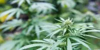 Study Seems To Dispel A Major Myth Regarding Cannabis Users