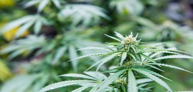 Study Seems To Dispel A Major Myth Regarding Cannabis Users