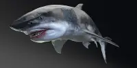 Megalodon Sat Higher Up the Food Chain than Any Other Ocean Predator Ever