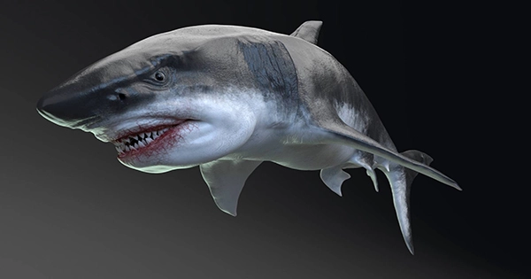 Megalodon Sat Higher Up the Food Chain than Any Other Ocean Predator Ever