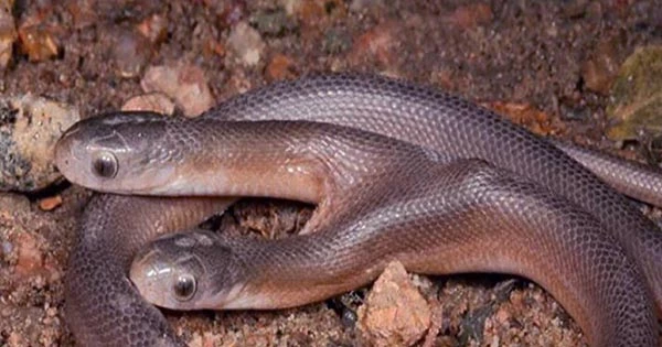 Rare Two-Headed Egg-Eater Snake Found In the Wild in South Africa