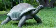 Some Turtles Age So Slowly They Don’t Appear To Age At All