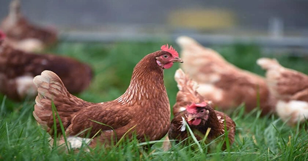 Thai Farmers Are Feeding Their Chickens Cannabis to Cut Antibiotic Use