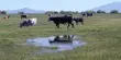 Thousands of Cows Are Dying In a Devastating Kansas Heatwave