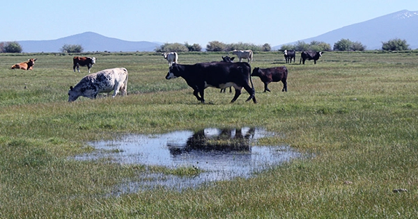 Thousands of Cows Are Dying In a Devastating Kansas Heatwave