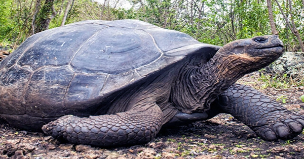 Tiny White Reptile Is First Ever Report Of an Albino Giant Galápagos Tortoise