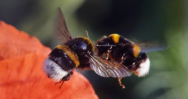 Bumblebees Are Fish, the California Supreme Court Rules