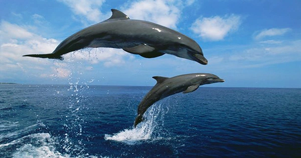 Bird Flu Found in Cetaceans for the First Time After Positive Tests in Dolphin and Porpoise