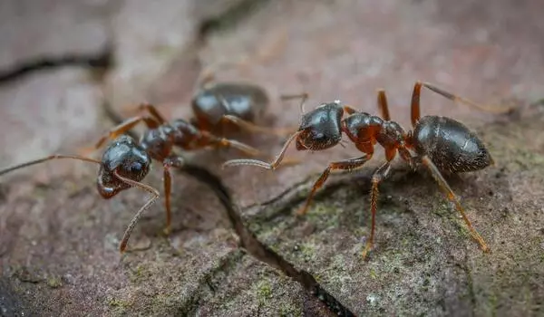How-Ants-Transmit-Knowledge-is-revealed-by-a-Robot-1