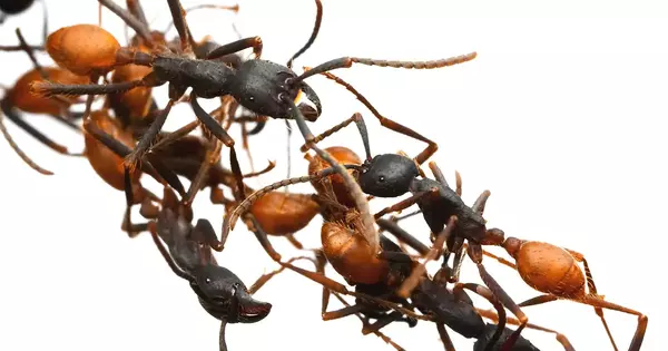 How Ants Transmit Knowledge is revealed by a Robot
