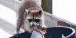 The Most Intelligent Trash Can Thieves Are Quieter Raccoons
