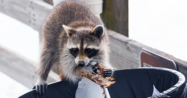 The Most Intelligent Trash Can Thieves Are Quieter Raccoons