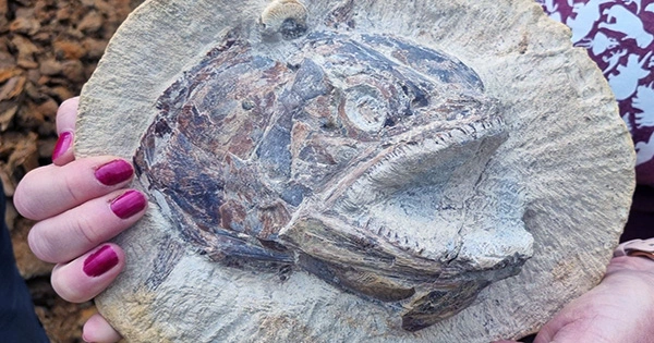 The Oldest Fossil Heart Found Dates To 380 Million Years Ago