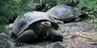 Endangered Galapagos Tortoises Being ‘Hunted and Eaten’