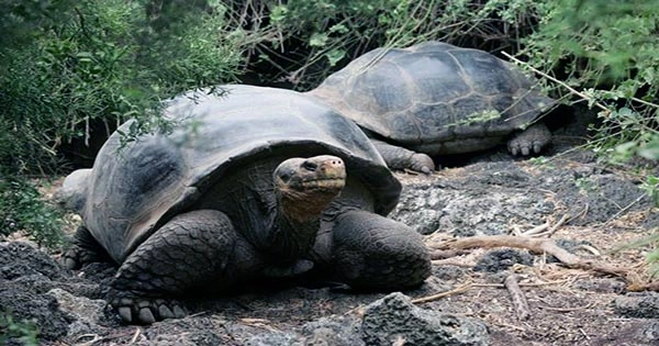 Endangered Galapagos Tortoises Being ‘Hunted and Eaten’