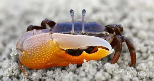 View from Fiddler Crab inspires researchers to create novel Artificial Vision Systems