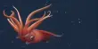 Celebrate Squidtember With Incredible Video Of Strawberry, Colossal, And Purpleback Flying Squids