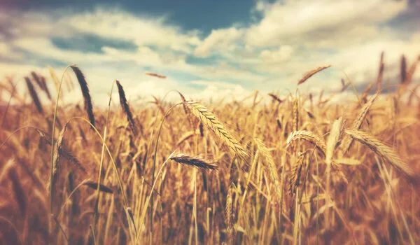Climate-change-is-Putting-UK-Wheat-Yields-to-the-Test-1