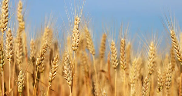 Climate change is Putting UK Wheat Yields to the Test