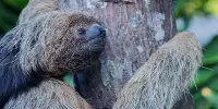 Coconut-Headed Sloth New Species Found In Brazilian Jungle
