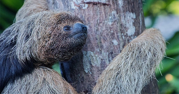 Coconut-Headed Sloth New Species Found In Brazilian Jungle