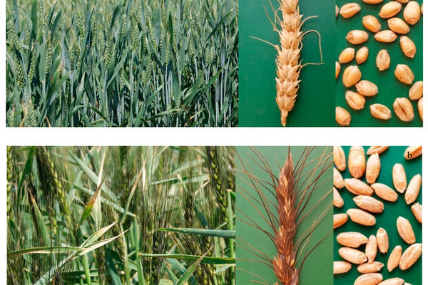 Environmentally-Friendly-Wheat-Agriculture-requires-new-Genetic-Variety-from-Ancient-and-Exotic-Kinds-1