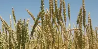Environmentally Friendly Wheat Agriculture requires new Genetic Variety from Ancient and Exotic Kinds
