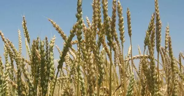 Environmentally Friendly Wheat Agriculture requires new Genetic Variety from Ancient and Exotic Kinds
