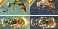 Found To Have An Unknown Group Of Insects In 35-Million-Year-Old Amber
