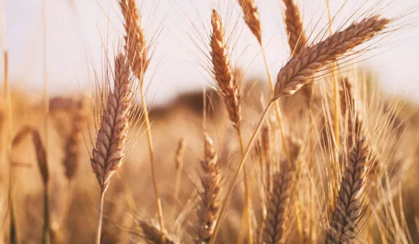 Global-Hunger-and-Carbon-Emissions-could-both-Rise-if-War-Restricts-Grain-Exports-1