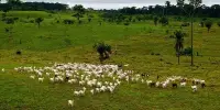 How Brazilian Cattle Ranchers Deal with Weather Changes