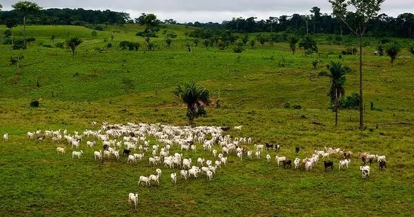 How Brazilian Cattle Ranchers Deal with Weather Changes