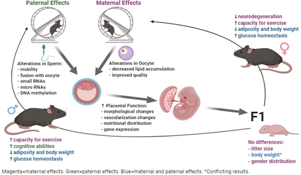 Maternal-and-Paternal-Exercise-in-Mice-affects-Offspring-Metabolic-Health-1