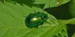 Microbial Enzymes are Essential for Leaf Beetle Pectin Digestion