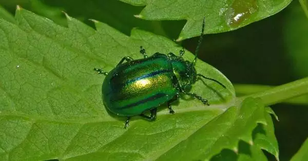 Microbial Enzymes are Essential for Leaf Beetle Pectin Digestion