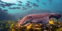 Ocean Photographer of the Year 2022 Winners Included Sea Snake Mating and Octopus Skirts